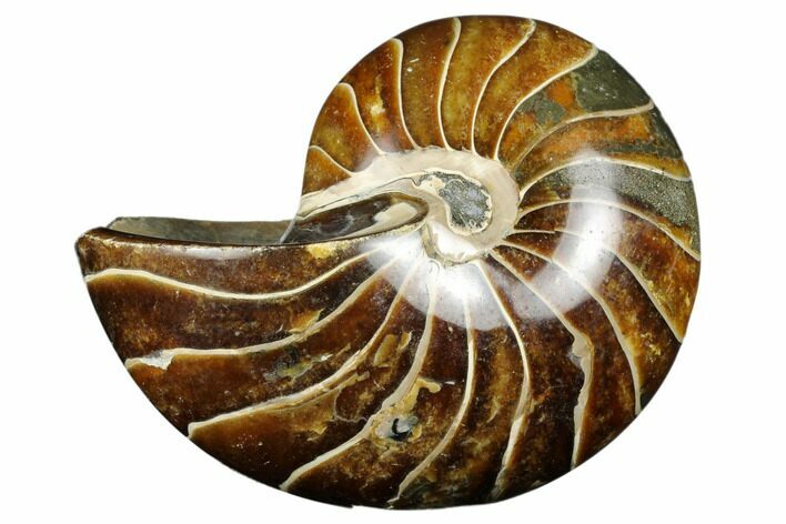 Polished Fossil Nautilus - Madagascar #183296